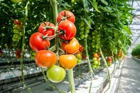 An Introduction to Growing Tomatoes in a Hall Greenhouse