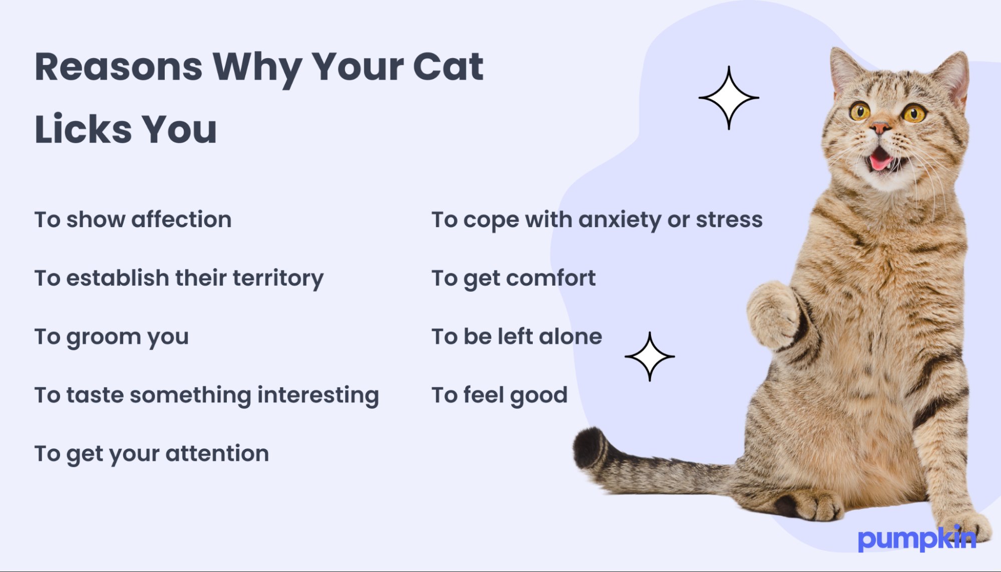 Why Does My Cat Lick Me – Complete Guide 2025